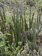 Sansevieria pearsonii