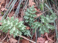 Hydrophyllum occidentale