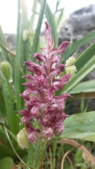 Anacamptis coriophora