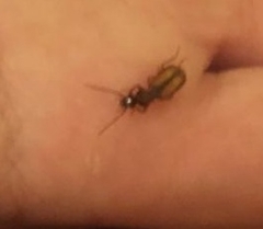 Polistichus connexus