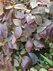 Acalypha wilkesiana