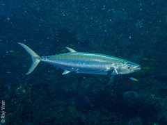 Shark Mackerel photo 3