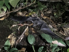 Phyllostomus hastatus