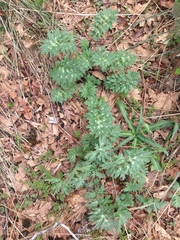 Hydrophyllum occidentale