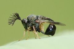 Eucharitinae