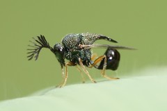 Eucharitinae