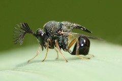 Eucharitinae