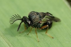 Eucharitinae