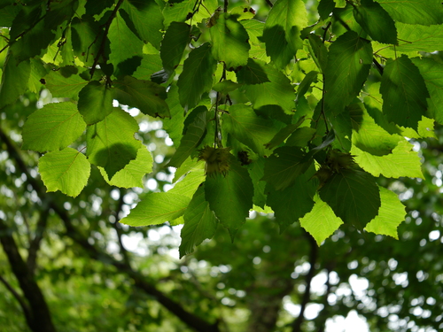Indian Tree Hazel (Corylus jacquemontii)