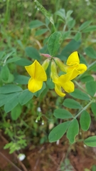 Hippocrepis emerus
