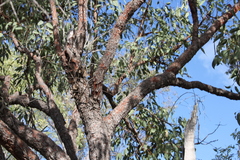Corymbia erythrophloia