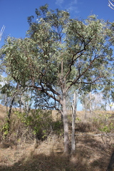 Corymbia erythrophloia