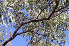 Corymbia erythrophloia