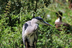 Ardea cinerea