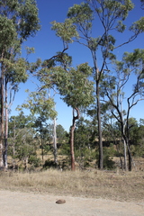 Corymbia erythrophloia