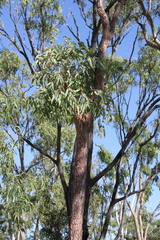 Corymbia erythrophloia