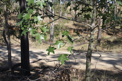 Brachychiton australis