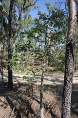 Brachychiton australis