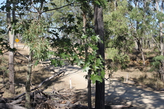 Brachychiton australis