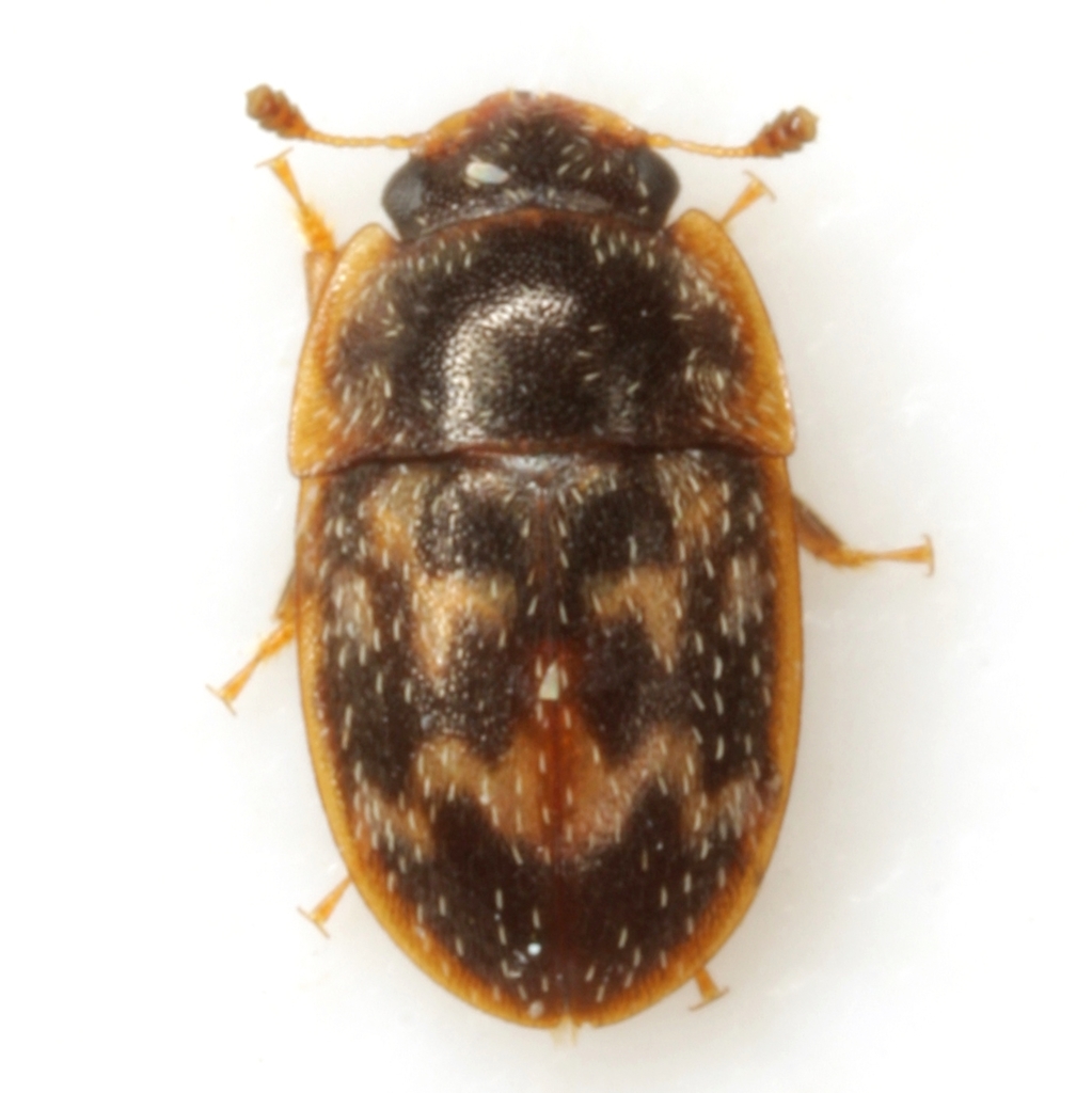 Cryptarcha concinna