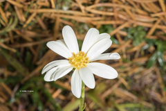 Brachyscome radicans