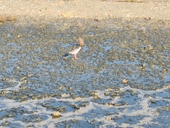 Tringa totanus