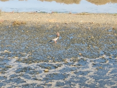 Tringa totanus