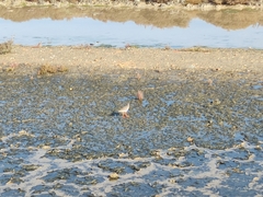 Tringa totanus