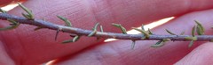 Wahlenbergia rubens