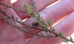 Wahlenbergia rubens