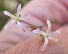 Wahlenbergia rubens