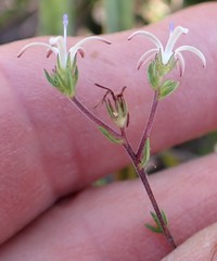 Wahlenbergia rubens