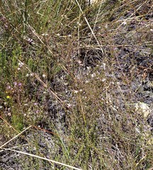 Wahlenbergia rubens
