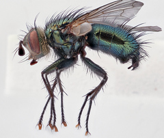 Chrysosomopsis aurata