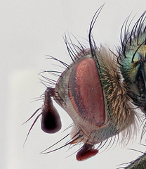 Chrysosomopsis aurata