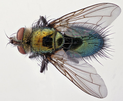 Chrysosomopsis aurata