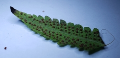 Polypodiopsida