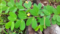 Chamaecrista rotundifolia
