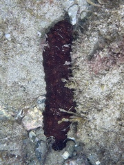 Holothuria