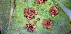 Polypodiopsida