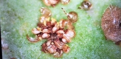 Polypodiopsida
