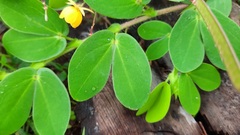 Chamaecrista rotundifolia