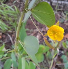 Chamaecrista rotundifolia