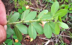 Chamaecrista rotundifolia