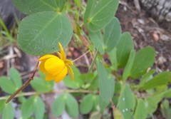 Chamaecrista rotundifolia