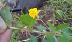 Chamaecrista rotundifolia