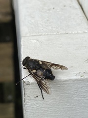 Scaptia adrel