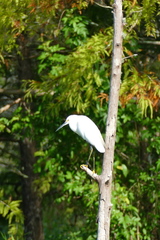 Egretta thula image