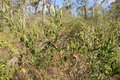 Dodonaea lanceolata