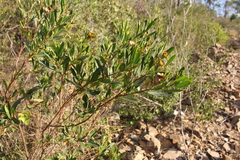 Dodonaea lanceolata